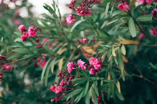 Oleander bushes with pink flowers on the branches. High quality photo