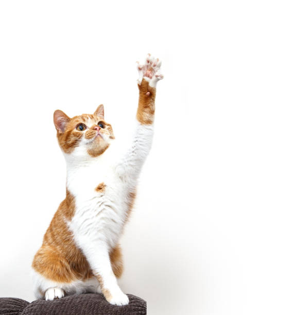 istock Beautiful white ginger cat with outstretched paw on a white background. Scottish Straight 1277965558