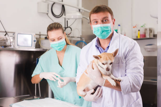 istock Dog on the operating table in a veterinary clinic 1277965851
