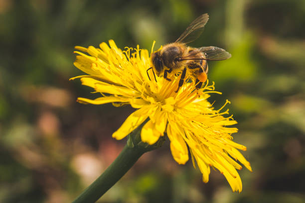 istock Honey bee on yellow flower 1277967284