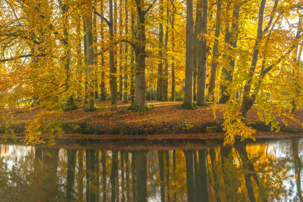 istock Trees with Autumns leaves in park 1277968554