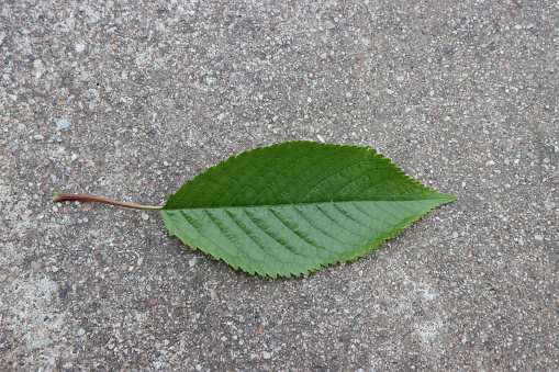 A cherry leaf lies on the asphalt.