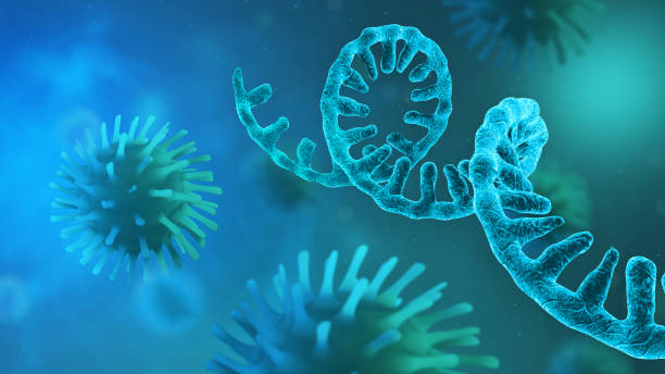 RNA Coronavirus - microscopic view of infectious SARS-CoV-2 virus cells