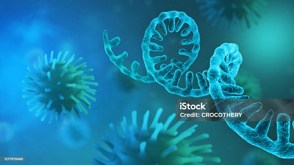 RNA Coronavirus - microscopic view of infectious SARS-CoV-2 virus cells COVID-19 - Medical illustration. 3D rendering RNA Stock Photo