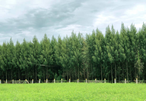 istock Casuarina trees grown in a row in garden 1277971335
