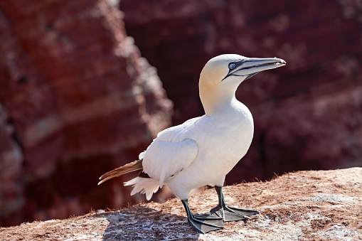 One wild bird head in the wild, Morus bassanus, Northern Gannet on the island of Heligoland on the North Sea in Germany.
