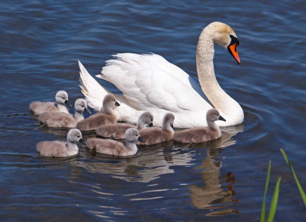 istock Swan with chicks on the water, Cygnus olor 1277971608