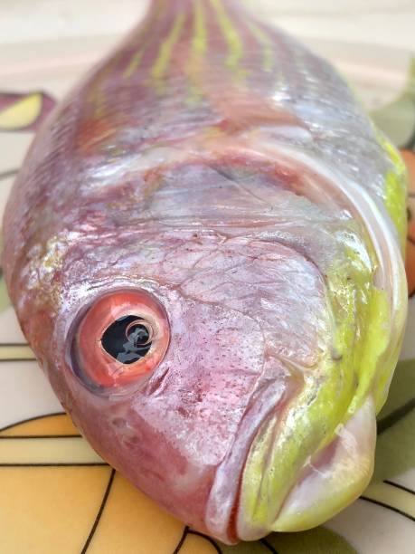 Red snapper fish closeup view