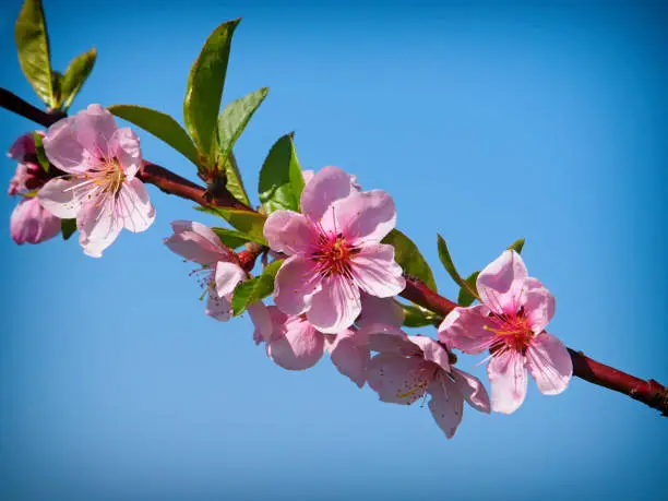 Pink peach blossom in spring under blue sky