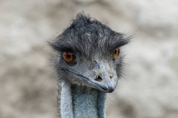 好奇心旺盛なダチョウの肖像画をクローズアップ - ostrich feather animal head concepts ストックフォトと画像