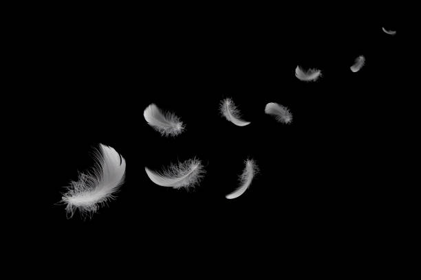 istock Feather abstract freedom concept. Soft light fluffy a white bird feathers floating in the air. Black background. 1277972076