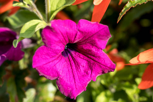 istock Beautiful petunia flowers 1277973281