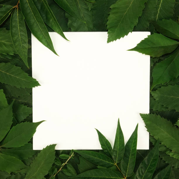 istock Trendy seasonal green leaves text frame background 1277973365