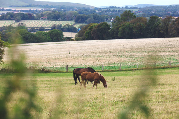 Horses grazing on grass