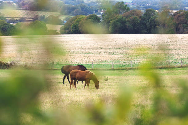 Domestic horse on a field, East Sussex, UK