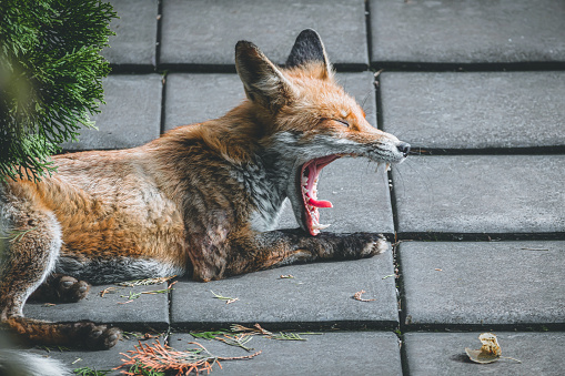 portrait of sleepy red fox yawning with wide opened snout on roof in central berlin