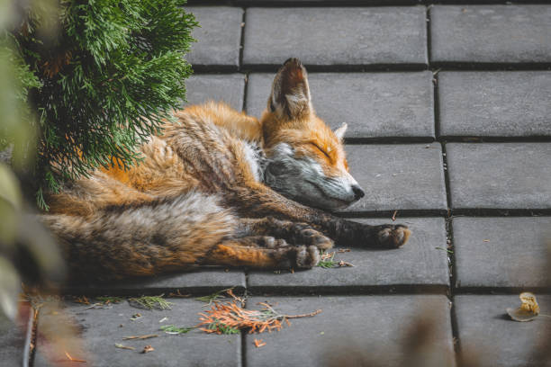 portrait of sleeping red fox lying down for afternoon nap on roof in central berlin