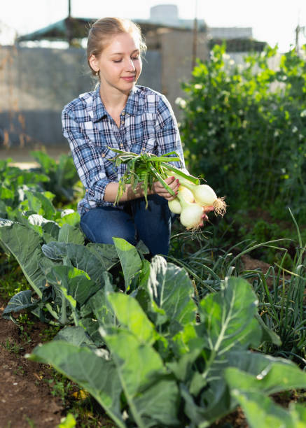 istock Woman harvesting green onion 1277979328