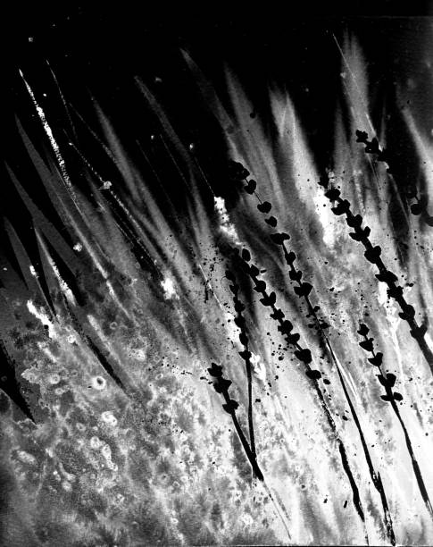 istock Abstract grass in the wind. Gray, black and white colors. Monochrome background. 1277980873