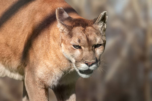 istock Cougar big strong wild cat animal walking close-up 1277982634