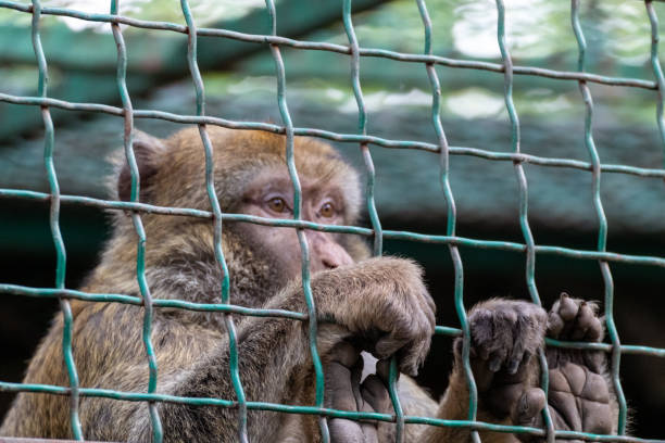 istock Macaque monkey behind metal fence in zoo 1277982638
