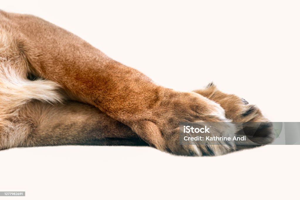 Lion front legs and paws isolated laying on white Lion two front legs and paws isolated laying crossed on white close-up Lion - Feline Stock Photo