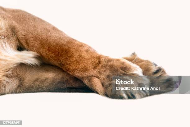Lion Front Legs And Paws Isolated Laying On White Stock Photo - Download Image Now - Lion - Feline, Paw, Leo