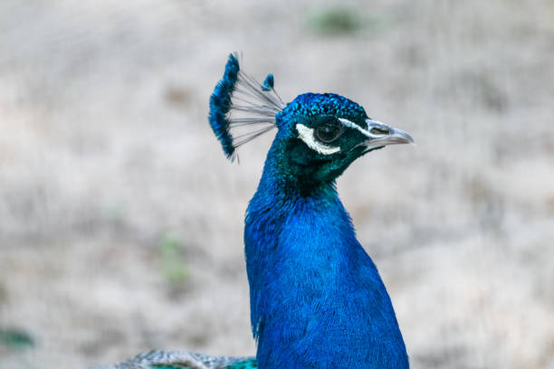 istock Blue peafowl with long colourful feathers walking 1277982710