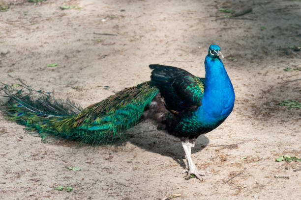 istock Blue peafowl with long colourful feathers walking 1277982757