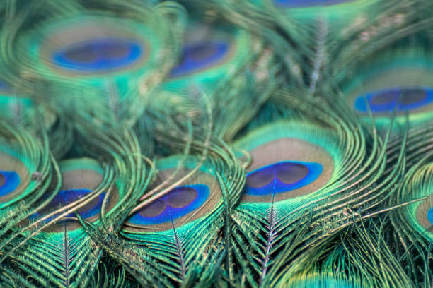 istock Blue peafowl long feathers with colourful eyespots 1277982808