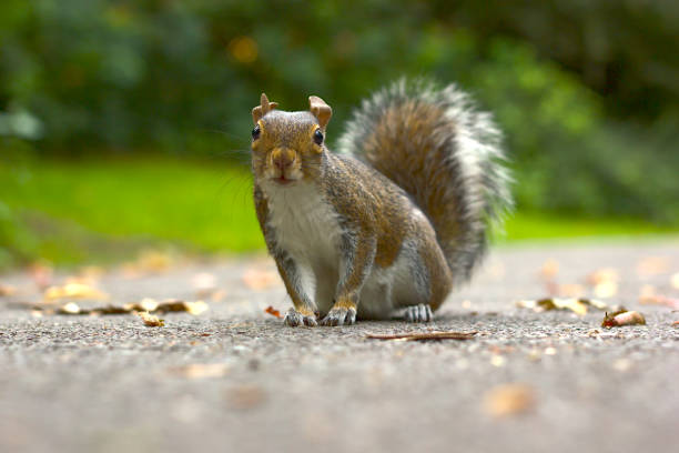 istock Squirrel sitting on asphalt ground looking straight at camera 1277983959