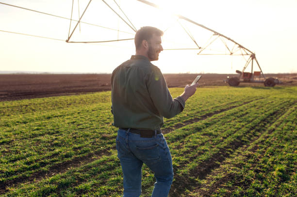 istock Farmer walking in wheat field examining crop. 1277984343