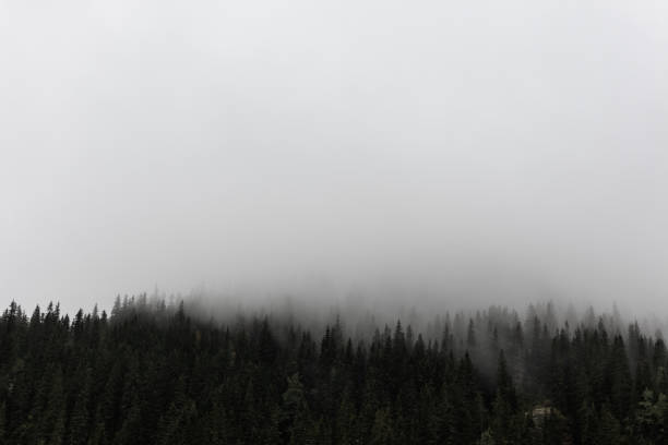 istock Clouds on forest in Norway mountains Wild woodland 1277984539