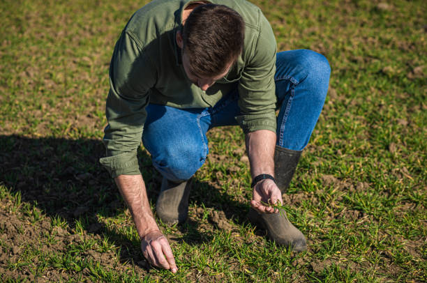 istock Young farmer standing in wheat field and examining crop in his hands. 1277985019