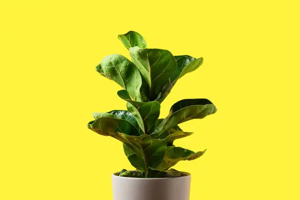 Photo of A Fiddle Leaf Fig or Ficus lyrata with large, green, shiny leaves planted isolated on yellow background. Home gardening. Banner with copy space