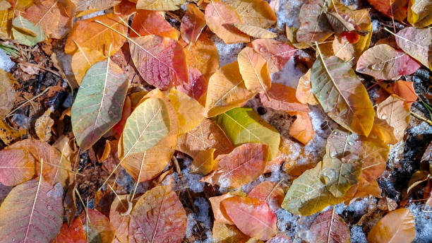 istock Colorful autumn leaves. Natural background. 1277987945