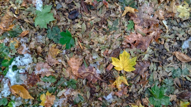 istock Colorful autumn leaves. Natural background. 1277987957