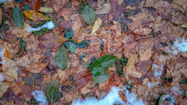 istock Colorful autumn leaves. Natural background. 1277987981
