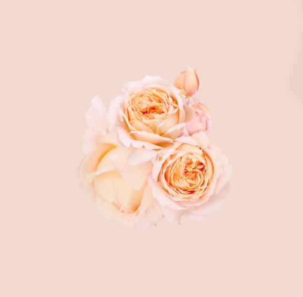 Pastel pink rose levitating bouquet on isolated beige. Nature flower buds. Square minimal composition, beauty background for product promotion or text. Romantic, flying blossom, Flat lay studio shot. flower composition for social media or banner blended colour rose stock pictures, royalty-free photos & images