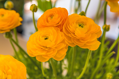 Beautiful yellow garden flowers - ranunculus are Spring time favourites in the gardens and florists.