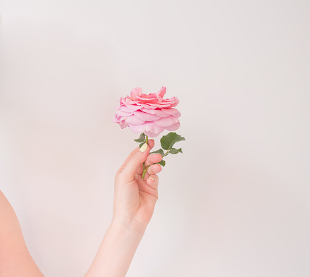 Postcard with a pink rose in a female graceful hand in pastel colors on a white background. A trendy romantic blog idea