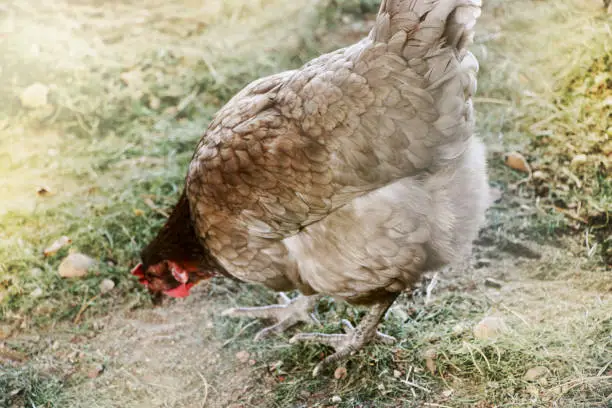 Gray hen in the country yard. Selective focus. Farm concept.