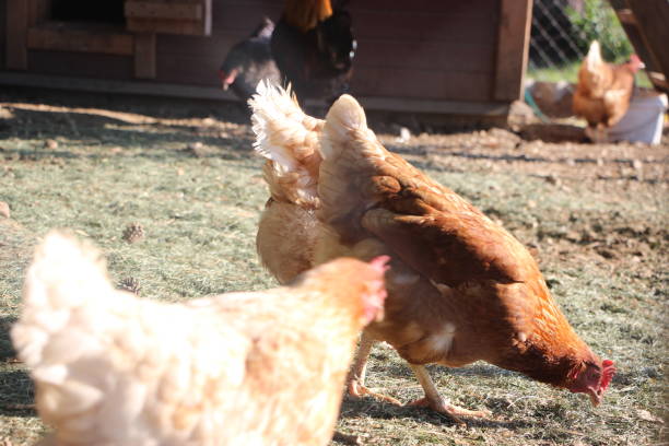 istock Hens in a free range farm. This hens lay first quality organic eggs 1277993292