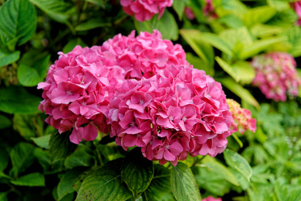 istock Bush of pink Bigleaf hydrangea - Hortensia 1277993913