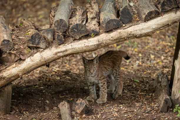 istock Lynx walking in the forest 1277995223
