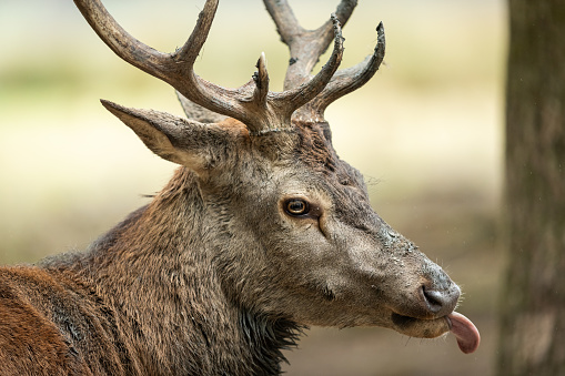 Red Deer in the forest during the rut season