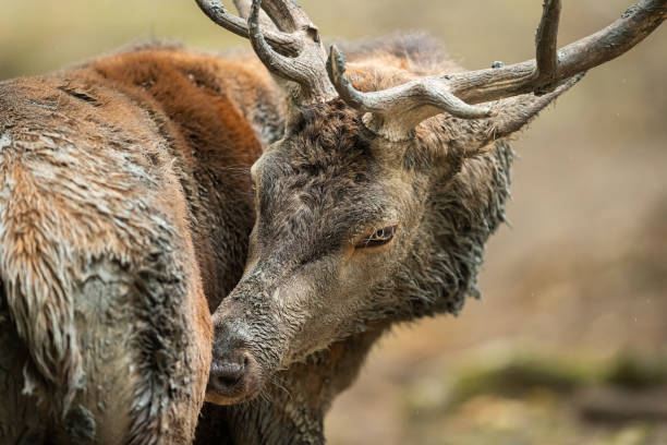 istock Red Deer in the forest during the rut season 1277996947