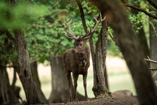 istock Red Deer in the forest during the rut season 1277997520