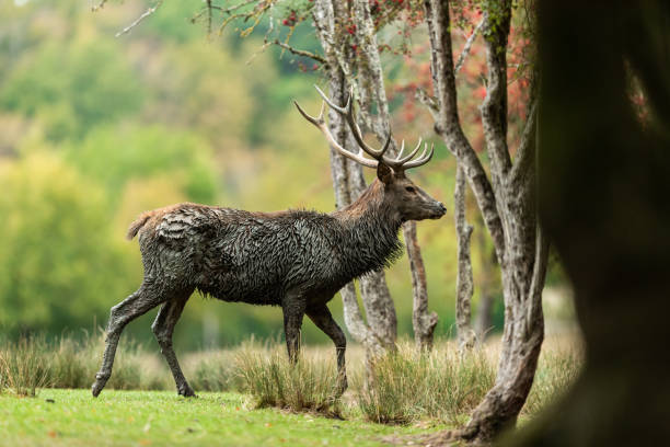 istock Red Deer in the forest during the rut season 1277997821