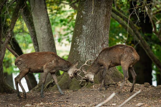 istock Red Deer in the forest during the rut season 1277998093